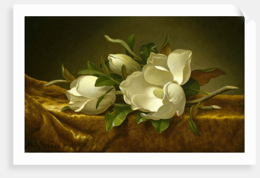 Magnolias on Gold Velvet Cloth, c. 1889 by Martin Johnson Heade