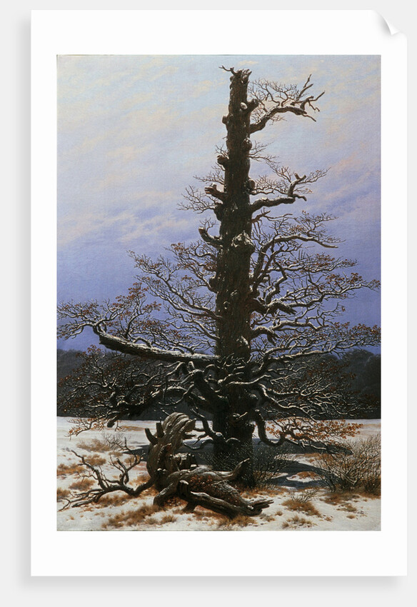 Oak Tree in the Snow by Caspar David Friedrich