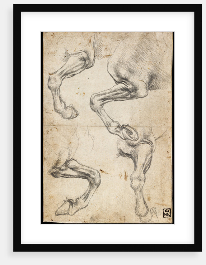 Studies of Horses Leg by Leonardo da Vinci