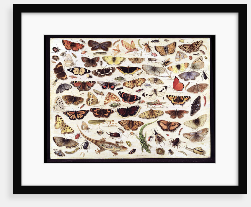 Study of butterflies and other insects by Jan van Kessel the Elder