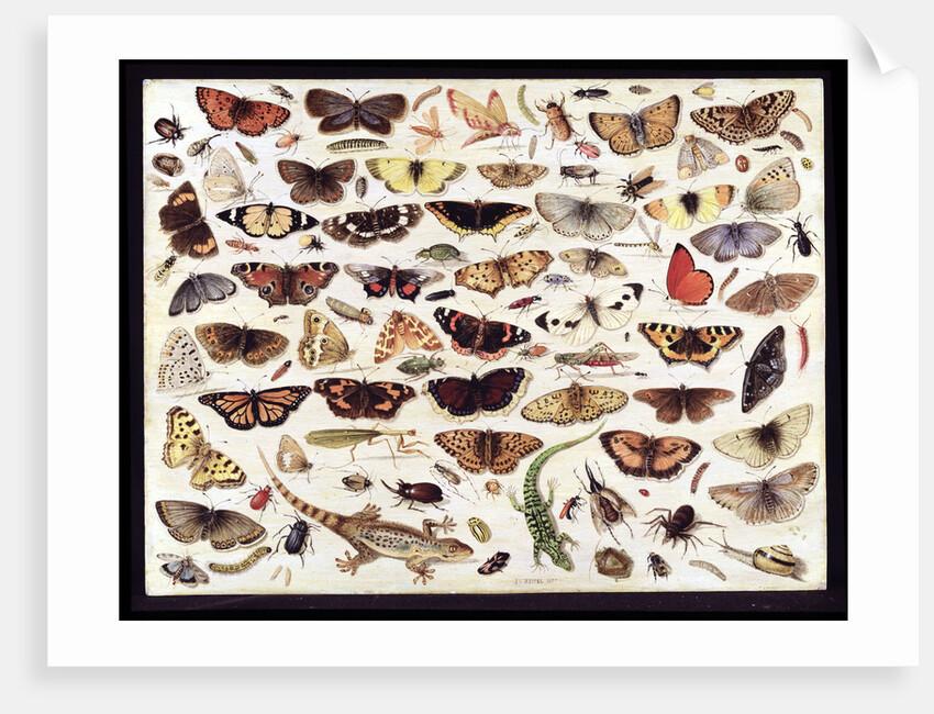 Study of butterflies and other insects by Jan van Kessel the Elder