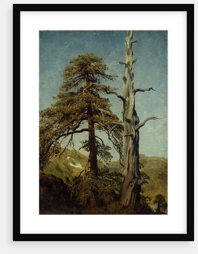 Study of Trees by August Cappelen