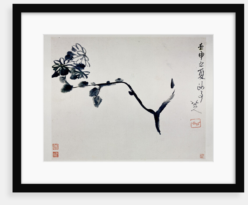 Chrysanthemum, 1692 by Zhu Da