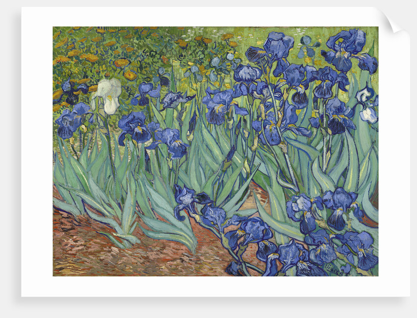 Irises, 1889 by Vincent van Gogh