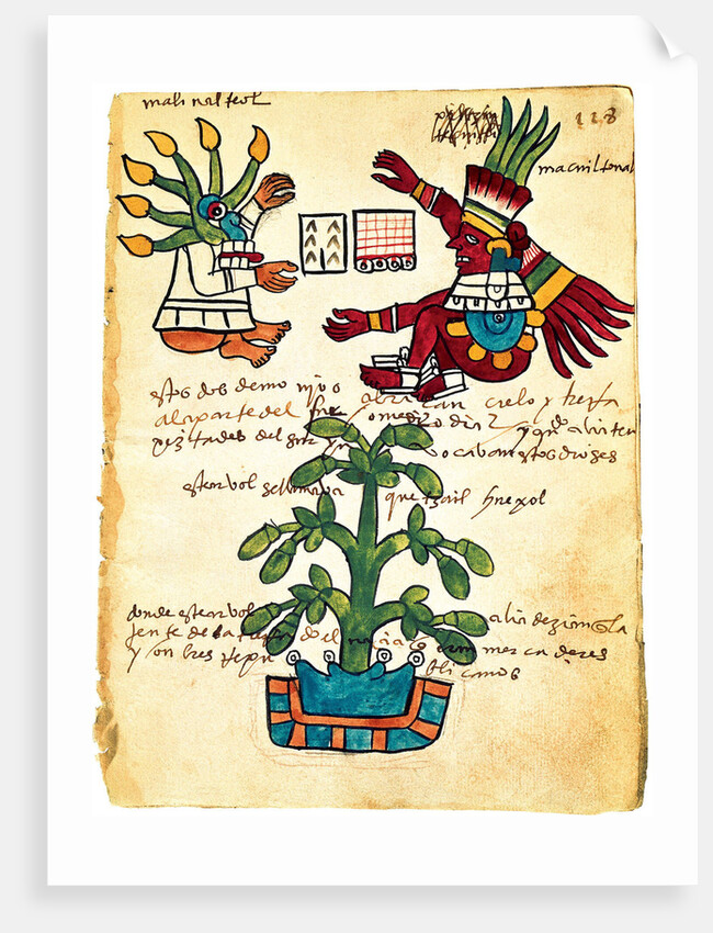 Cacao tree from the Codex Tudela, 1553 by Pre-Columbian art