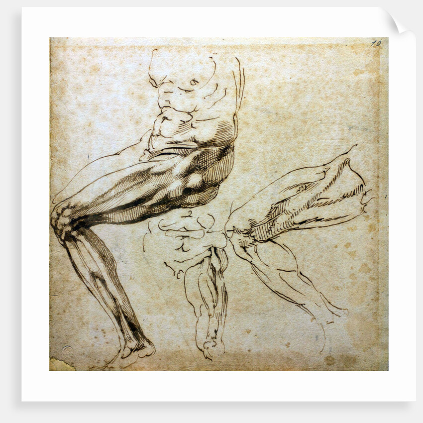 Studies of legs, 1524-1525 by Michelangelo Buonarroti