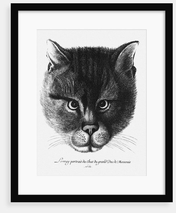 True picture of the Cat of the Tsar Alexis I Mikhailovich of Russia by Wenceslaus Hollar