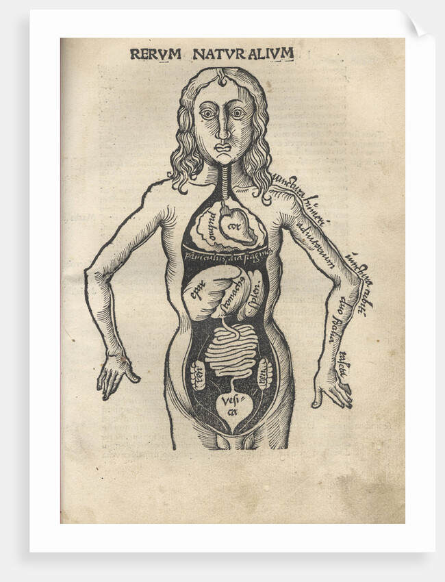 Margarita Philosophica. Anatomy, 1504 by Gregor Reisch