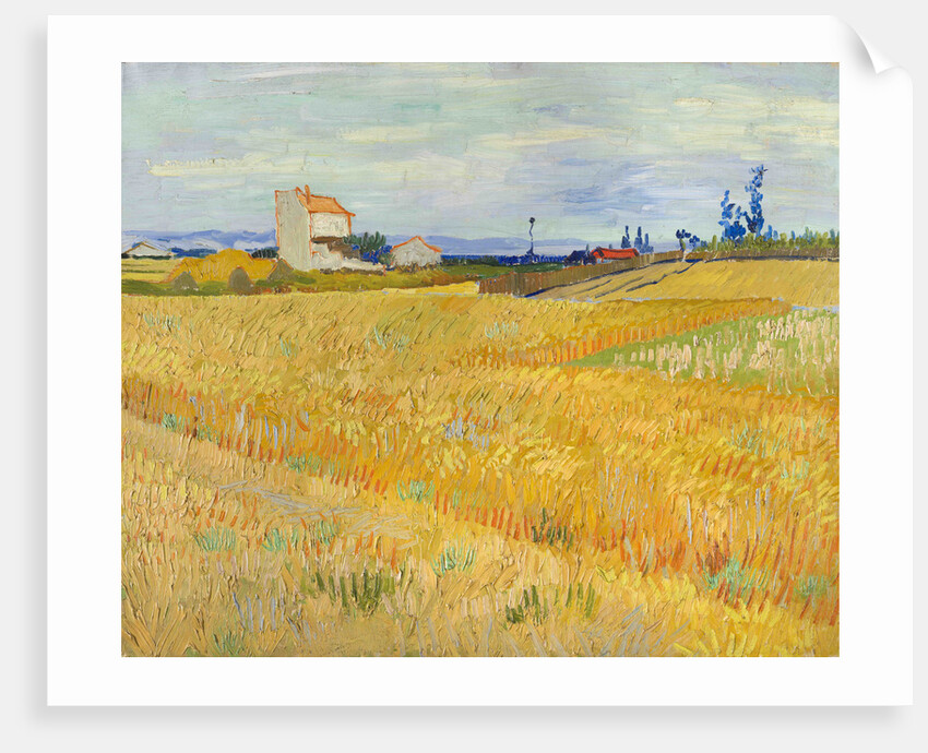 Wheat Field (Champ de blé), 1888 by Anonymous