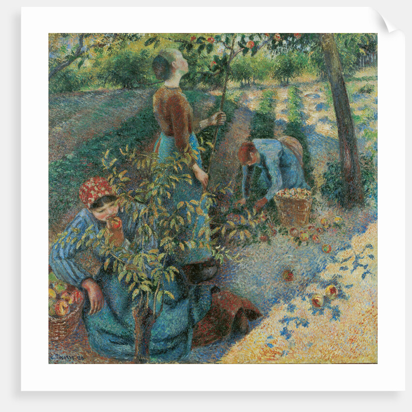 Apple Picking, 1886 by Anonymous
