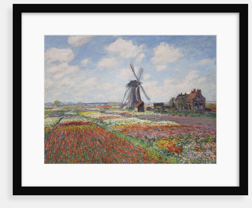 Tulip fields in Holland (Champs de tulipes en Hollande) by Anonymous