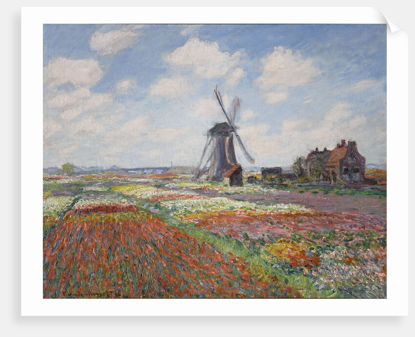 Tulip fields in Holland (Champs de tulipes en Hollande) by Anonymous
