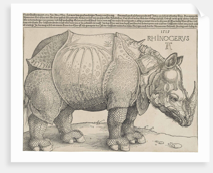 The Rhinoceros by Anonymous