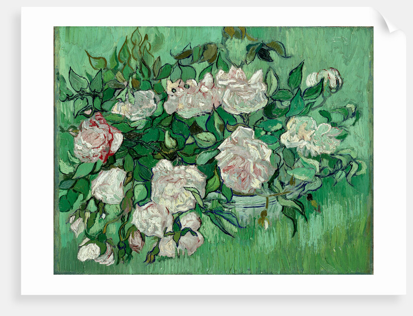 Pink Roses by Anonymous