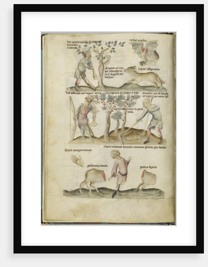 Liber Astrologiae by Anonymous