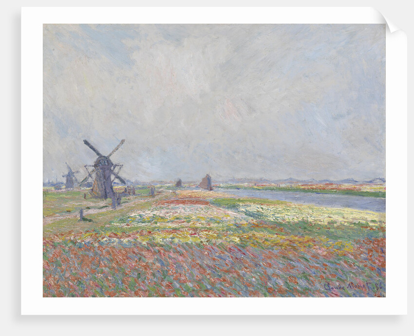 Tulip fields near The Hague by Anonymous