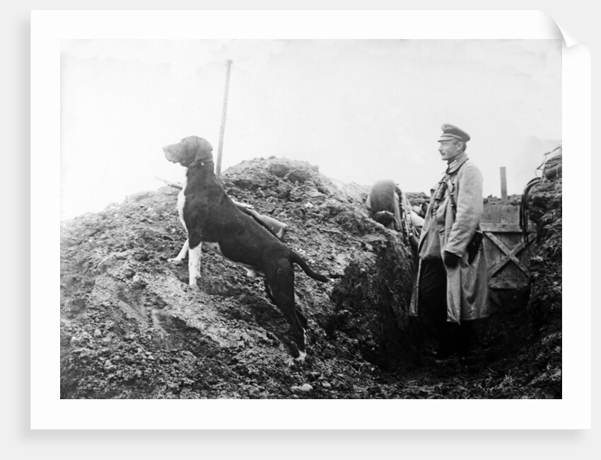 German Officer with his dog in the trenches, c.1914 by Anonymous