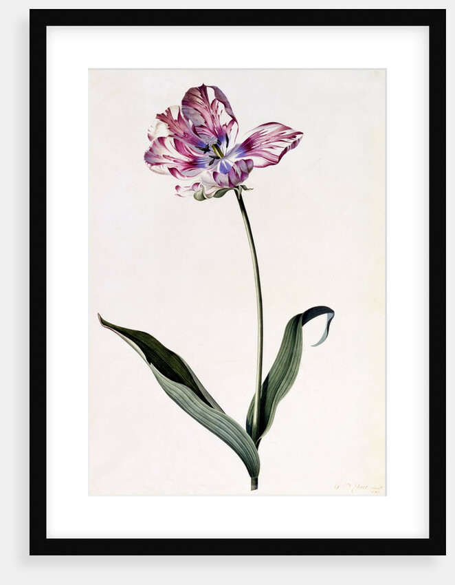 Tulip, c. 1745 by Anonymous