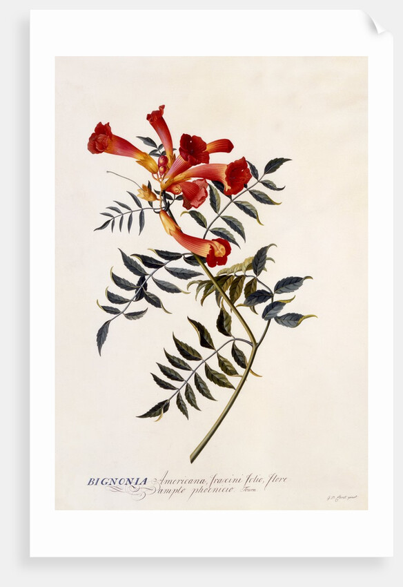 Bignonia Americana, c. 1743 by Anonymous