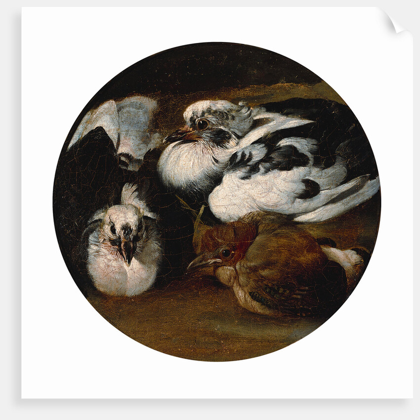 Two doves and a thrush by Anonymous