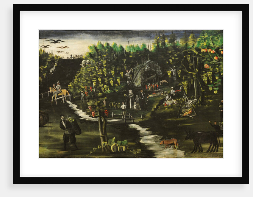 Harvesting grapes by Anonymous