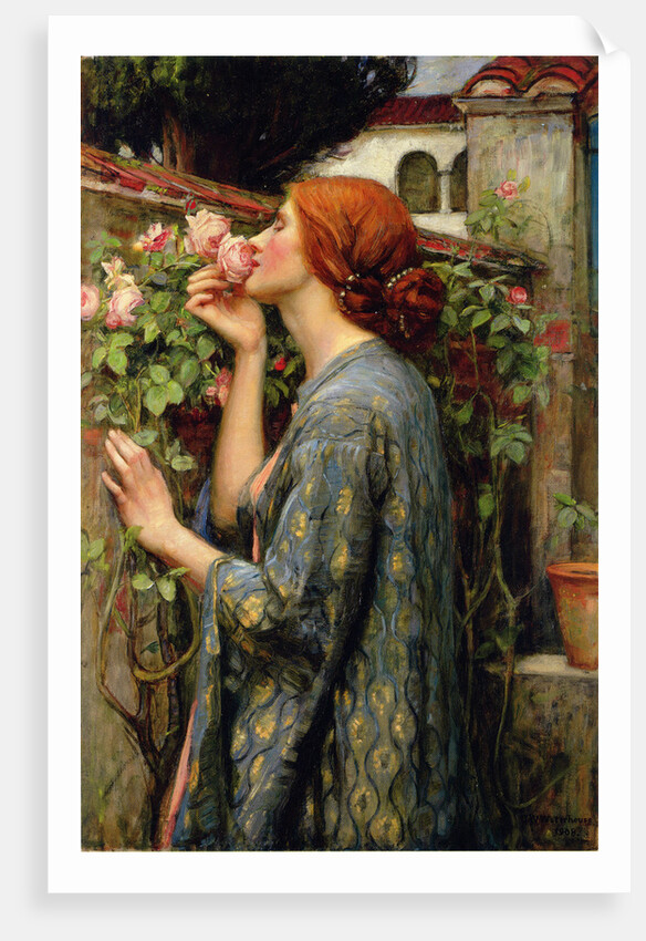 The Soul of the Rose by Anonymous