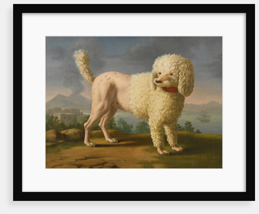 Portrait of Codina, believed to be lady Hamiltons poodle, the bay of Naples with a British man-of-w by Anonymous
