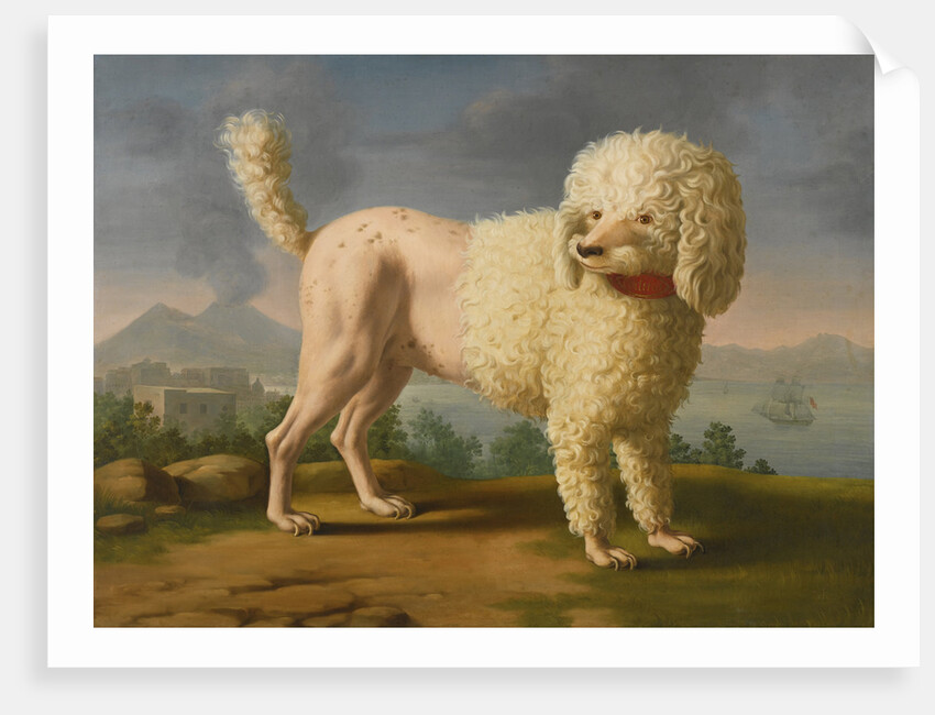 Portrait of Codina, believed to be lady Hamiltons poodle, the bay of Naples with a British man-of-w by Anonymous