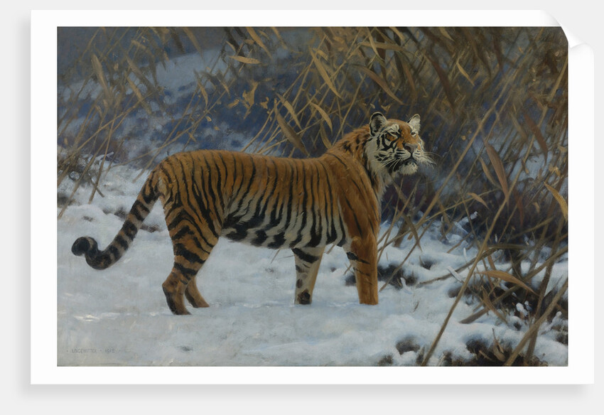 A tiger in the snow by Anonymous