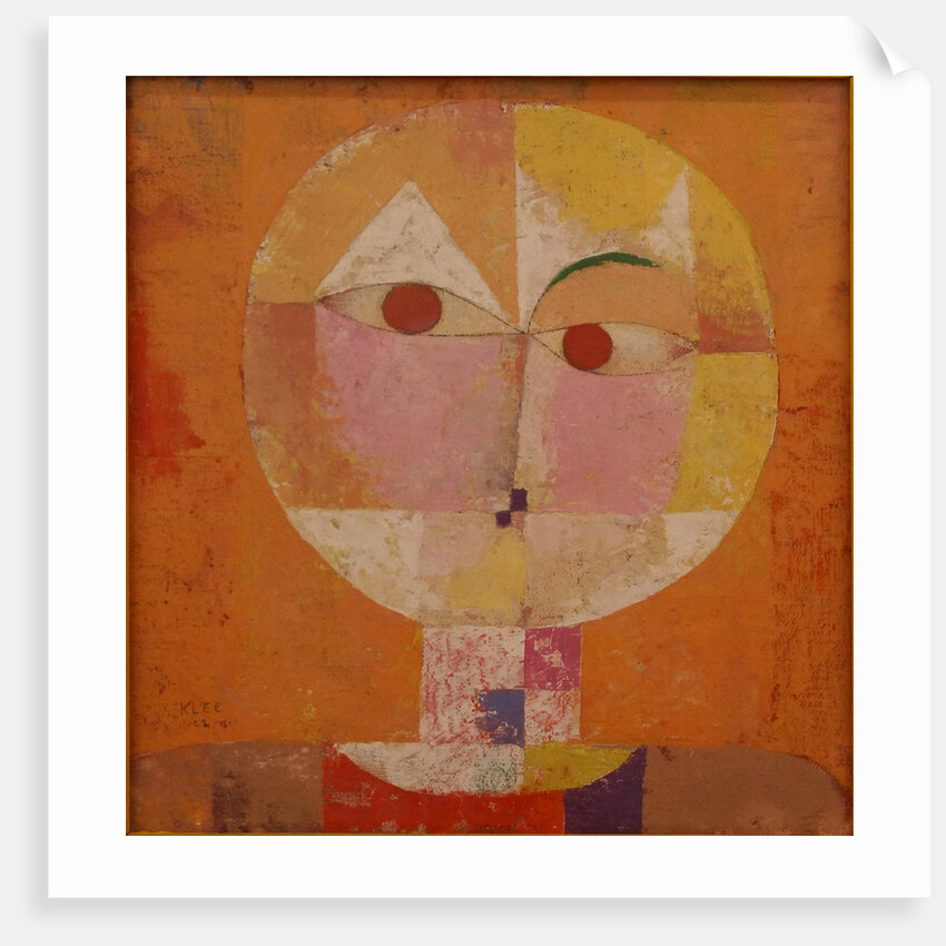 Senecio (Baldgreis) by Anonymous