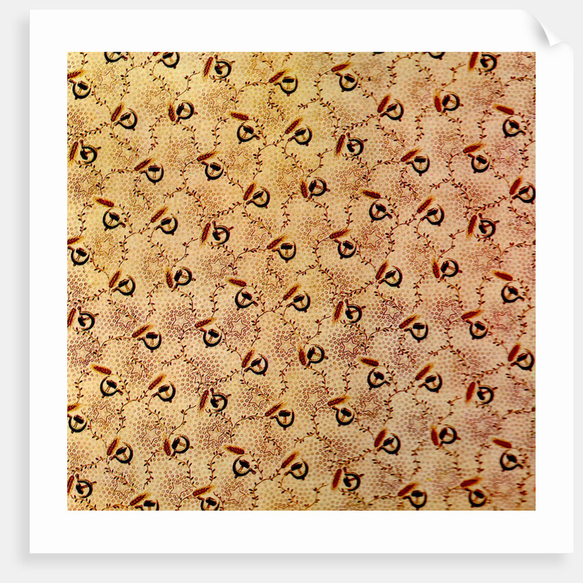 Cotton Print by Anonymous