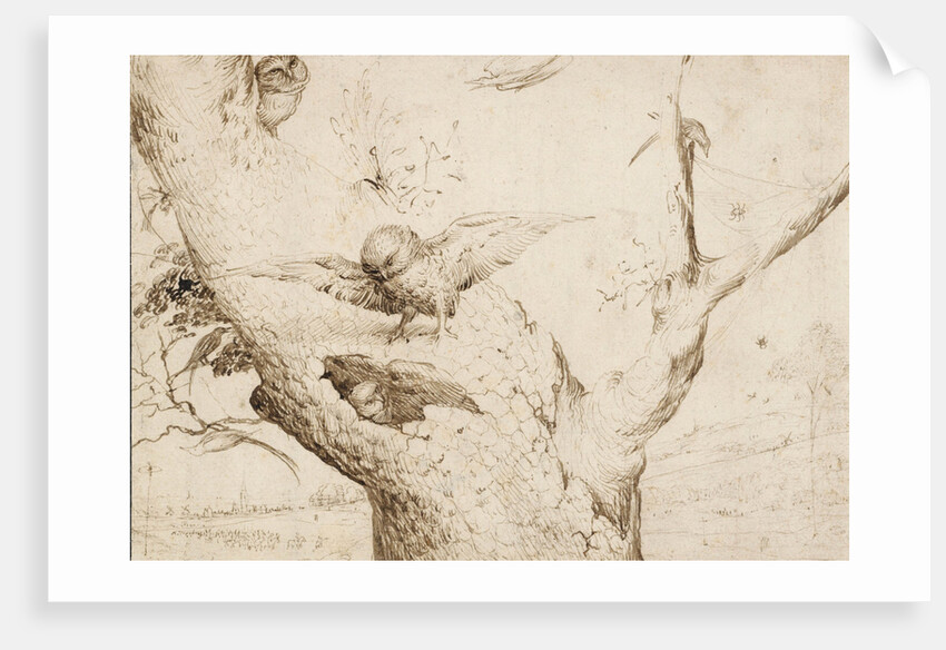 The Owls Nest, ca. 1505-1510 by Anonymous