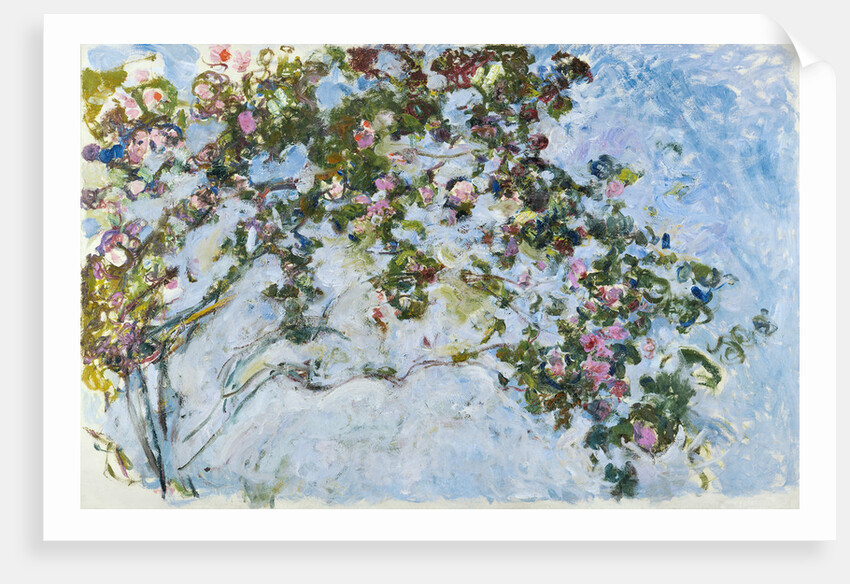Roses, 1925-1926 by Anonymous