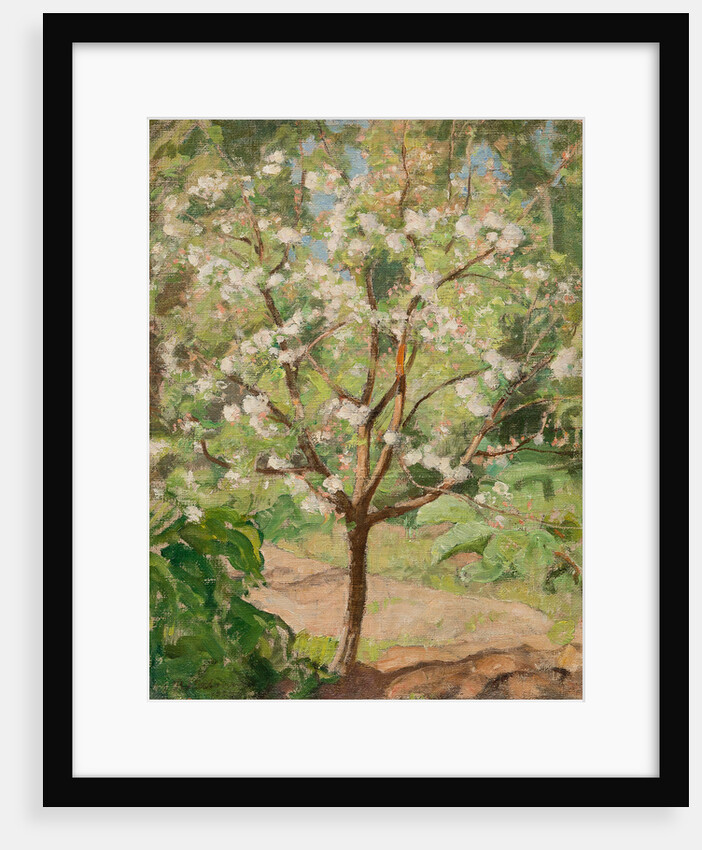 Blooming apple tree, 1924 by Anonymous