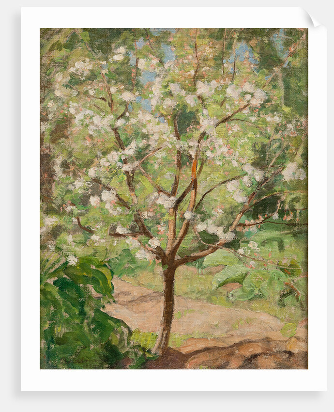 Blooming apple tree, 1924 by Anonymous