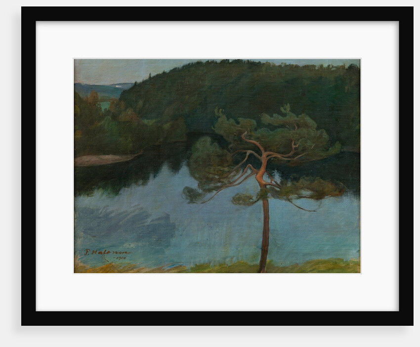 Pine tree by the shore, 1900 by Anonymous