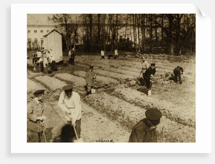 Tsar Nicholas II and family gardening at Alexander Palace during internment at Tsarskoye Selo, 1917, by Anonymous