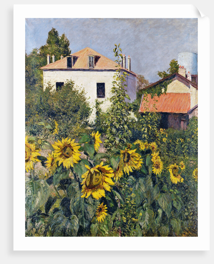 Sunflowers, Garden at Petit Gennevilliers, ca 1885 by Anonymous