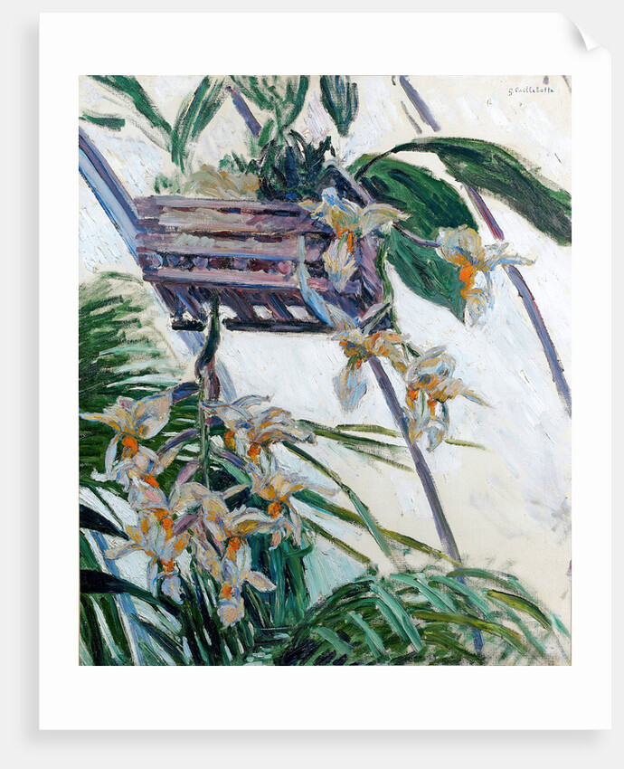 Orchids, 1893 by Anonymous