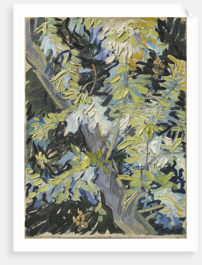 Acacia Flowering by Anonymous