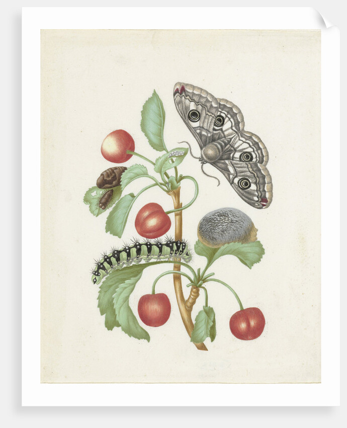 Transformation of the Night Peacock Eye, 1679 by Anonymous