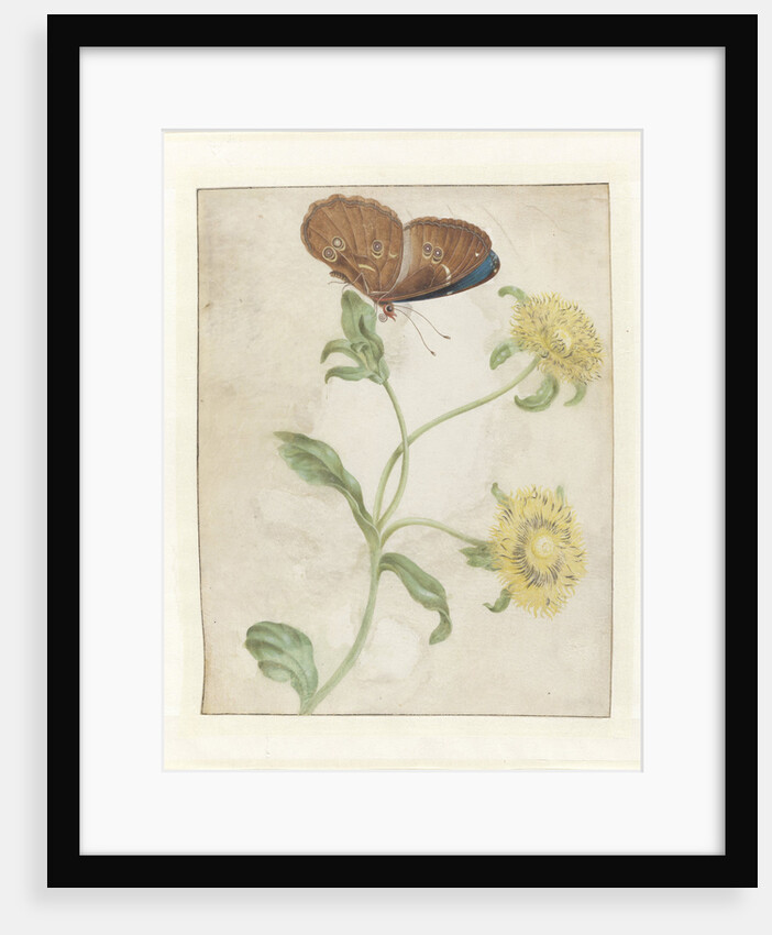 Butterfly on the bud of a plant with yellow flowers, 1695 by Anonymous