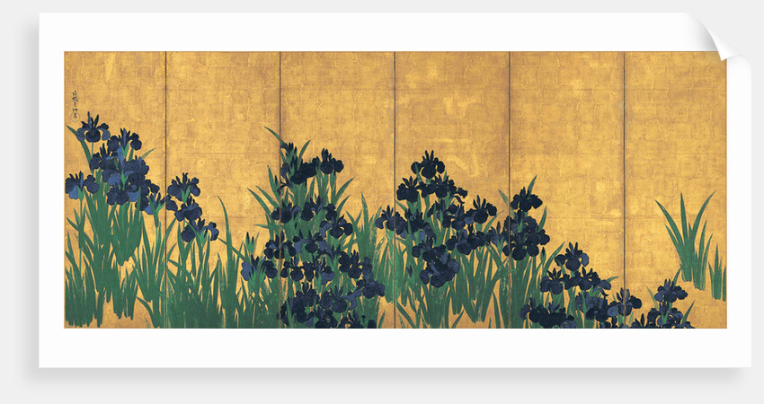 Irises, 18th century by Anonymous
