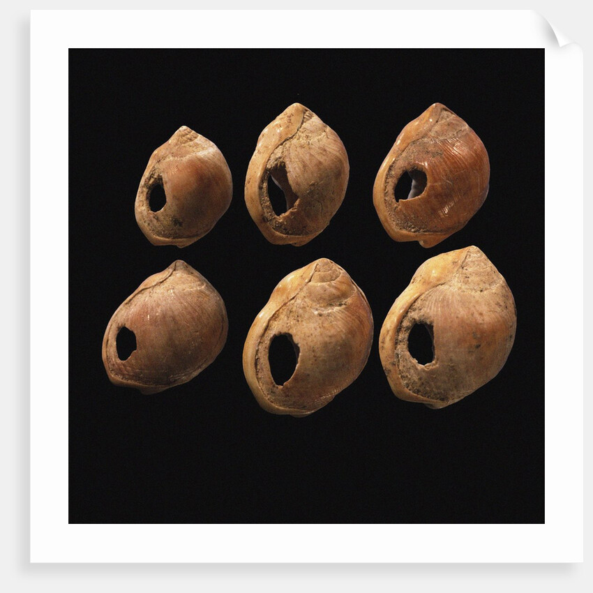Perforated shell beads from Blombos Cave, South Africa. The oldest artifact of mankind, 70th millenn by Anonymous