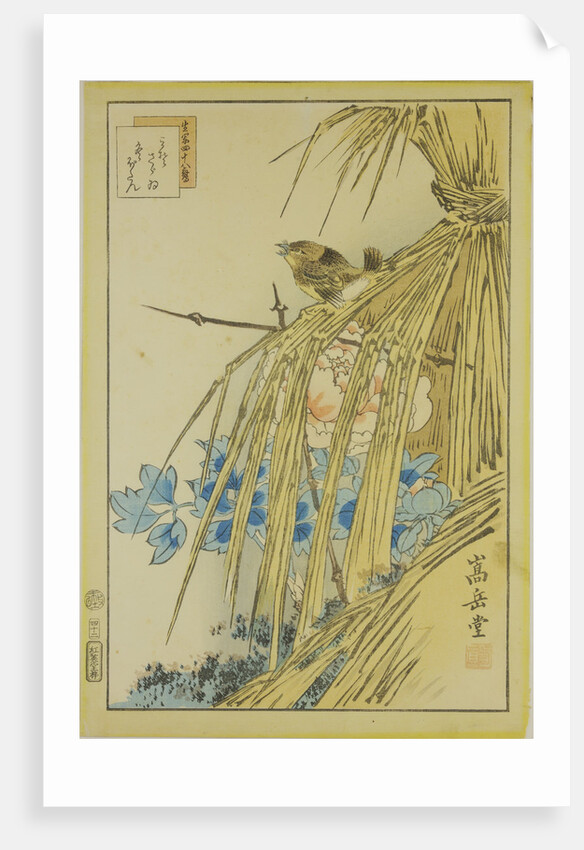 Winter Wren and WInter Peony, from the series Forty-eight Hawks Drawn from Life, 1859 by Anonymous