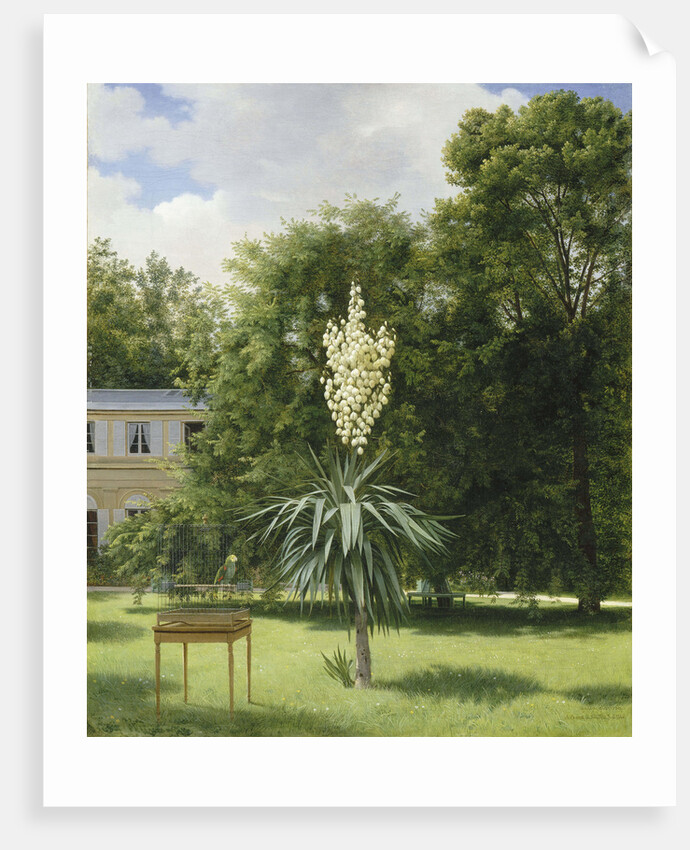 Yucca Gloriosa in the Park at Neuilly, 1845 by Anonymous