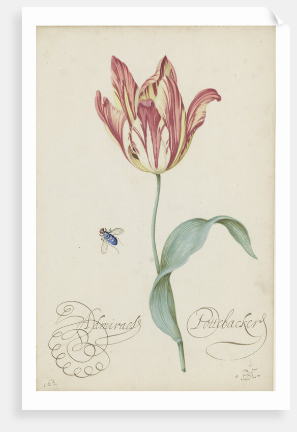 Study of a tulip (Admiral Pottebacker) and a fly, 1620-1629 by Anonymous