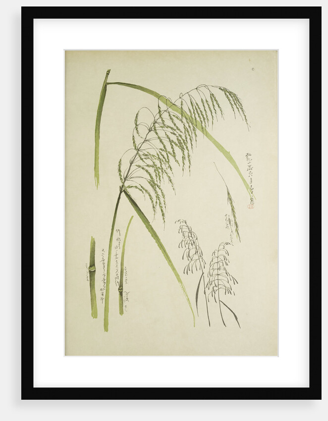 Study of grass. From: Le Japon Artistique. Documents dart et dindustrie réunis, May 1888, 1845 by Anonymous