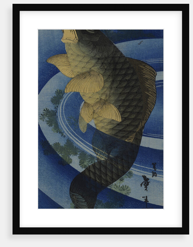 Carp (Koi), c. 1830-1840 by Anonymous