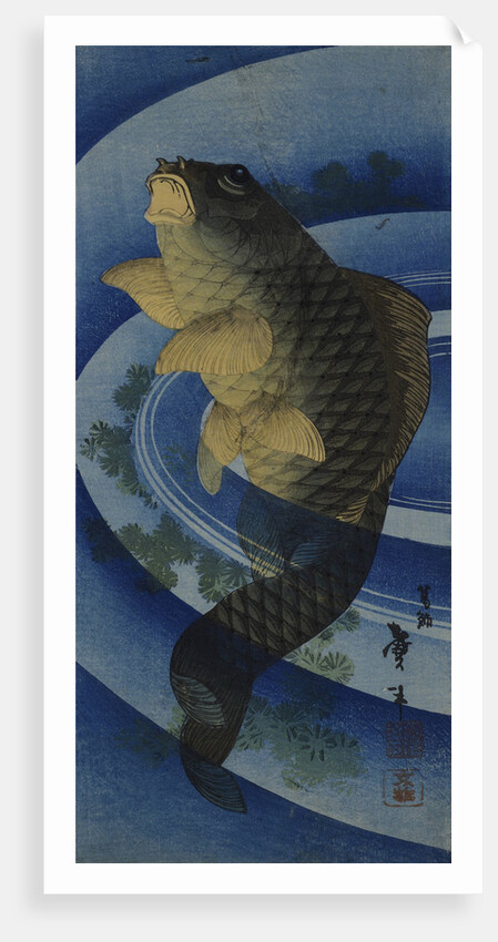 Carp (Koi), c. 1830-1840 by Anonymous